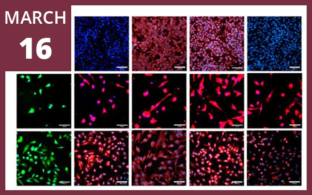 A grid of 15 high-magnification microscopic images showing various cell cultures stained in vibrant fluorescent colors including blue, red, and green. A maroon box in the top-left corner features the text 