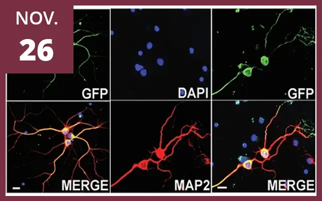 A maroon border surrounds the six fluorescent microscopy panels, featuring a maroon square in the top-left corner with the white text NOV. 26.