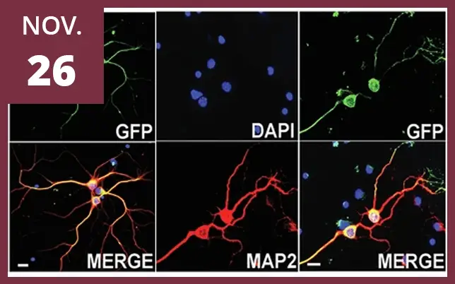 A maroon border surrounds the six fluorescent microscopy panels, featuring a maroon square in the top-left corner with the white text NOV. 26.